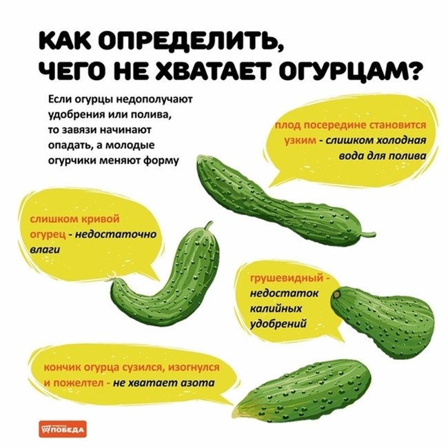 чего не хватает огурцам