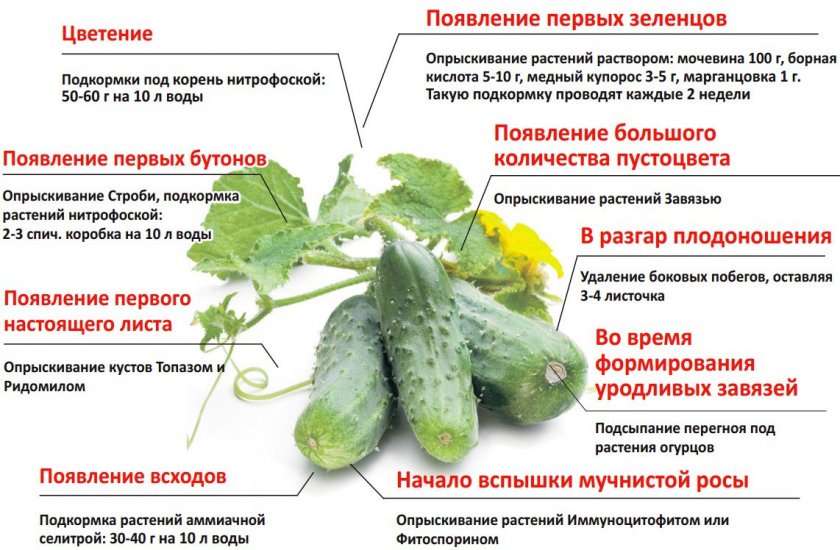 выращивание огурцов