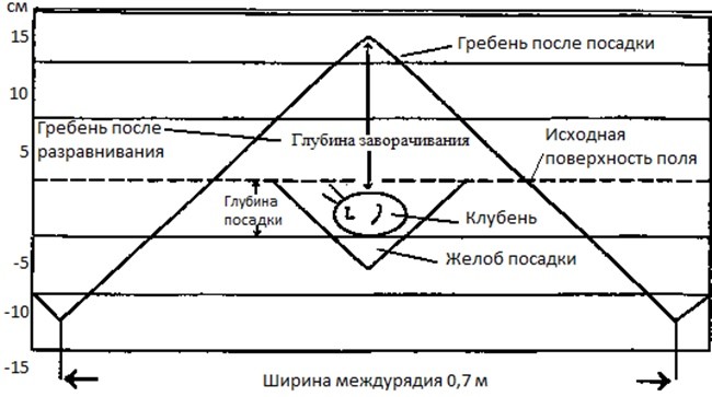схема посадки картофеля по голландской технологии
