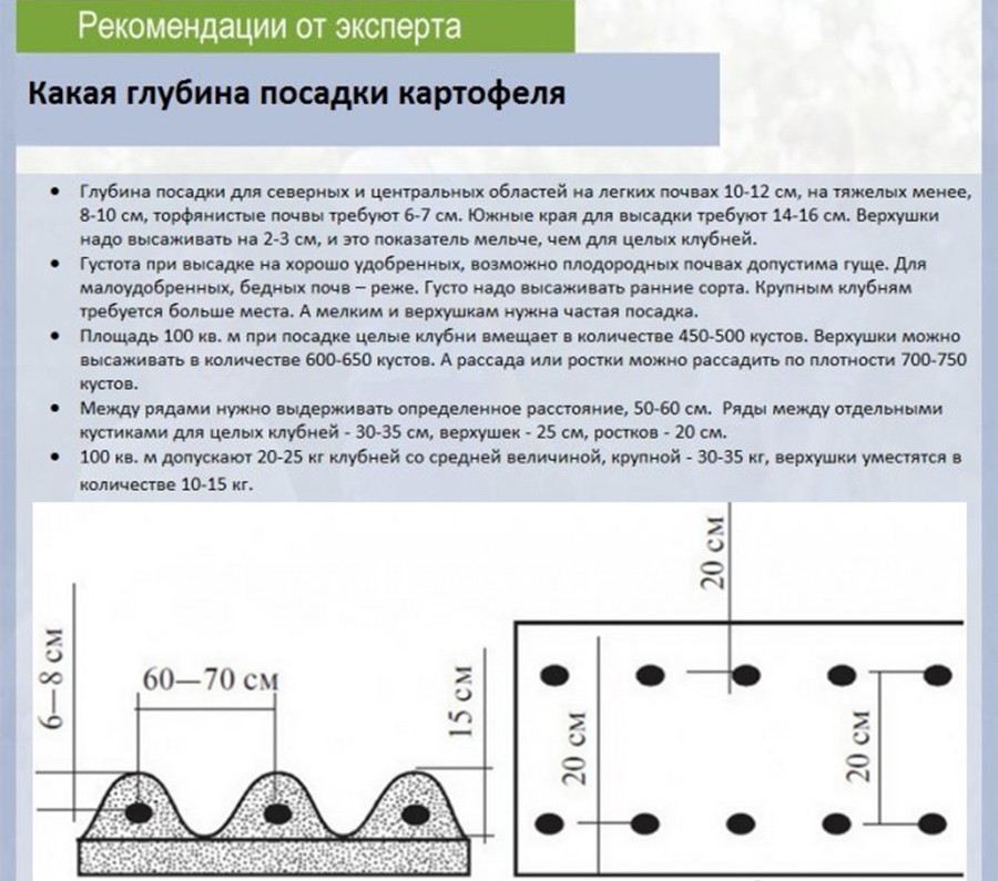 схема посадки картофеля