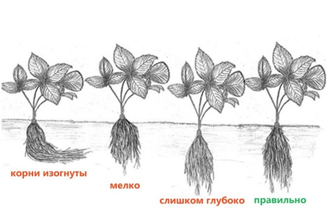 глубина посадки клубники