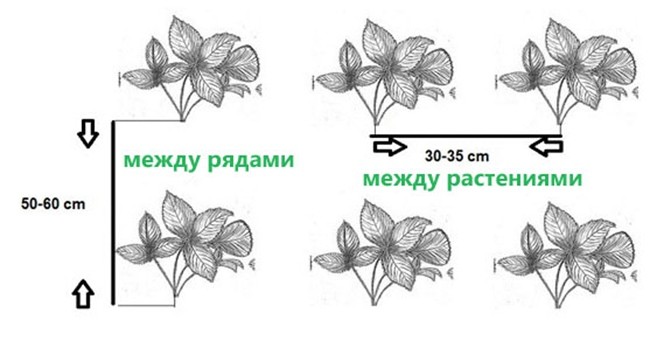 схема посадки клубники