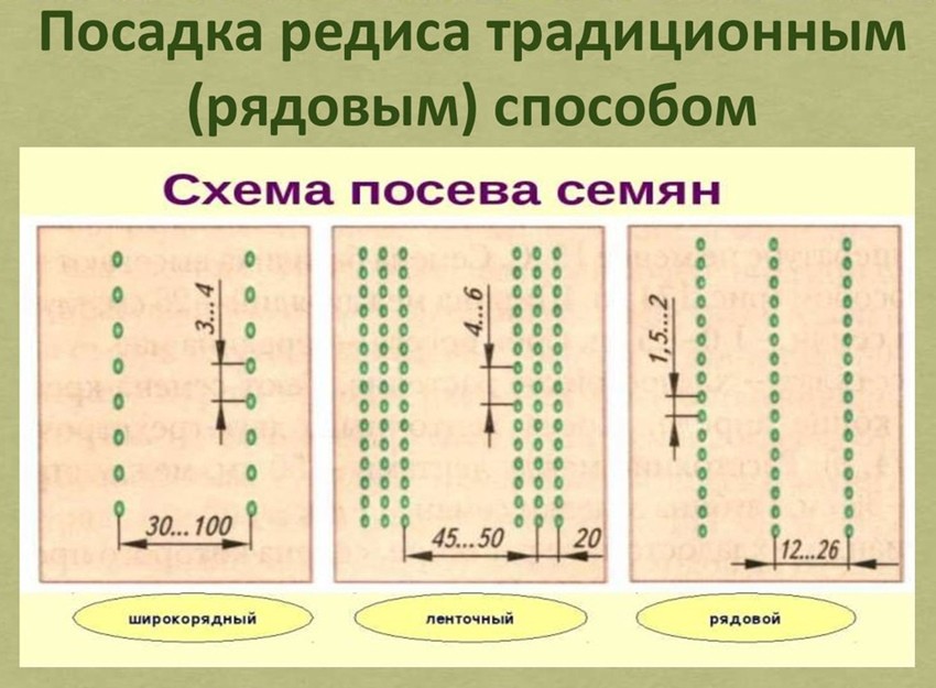 схема посадки редиса