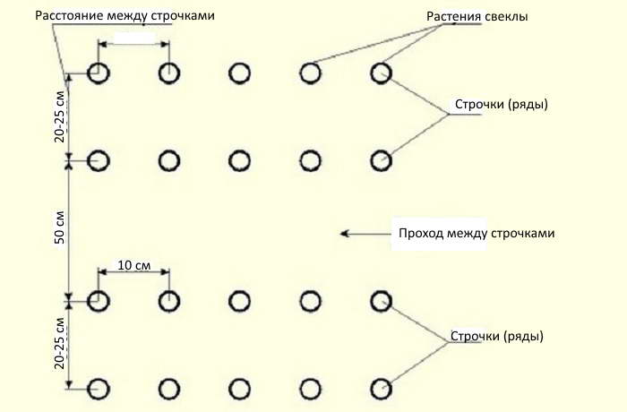Схема посадки свеклы