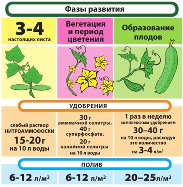 Как правильно поливать огурцы