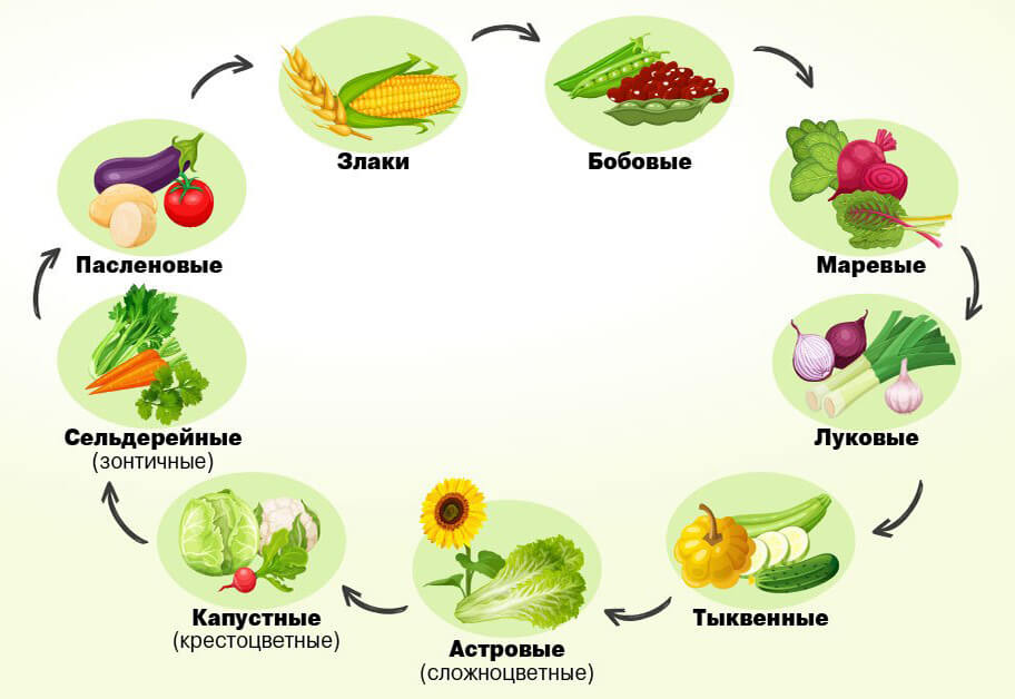 Как правильно чередовать растения