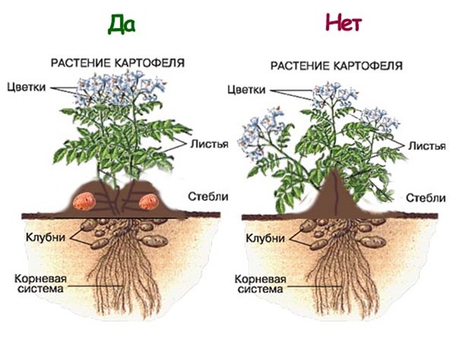 схема правильного окучивания картофеля в открытом грунте