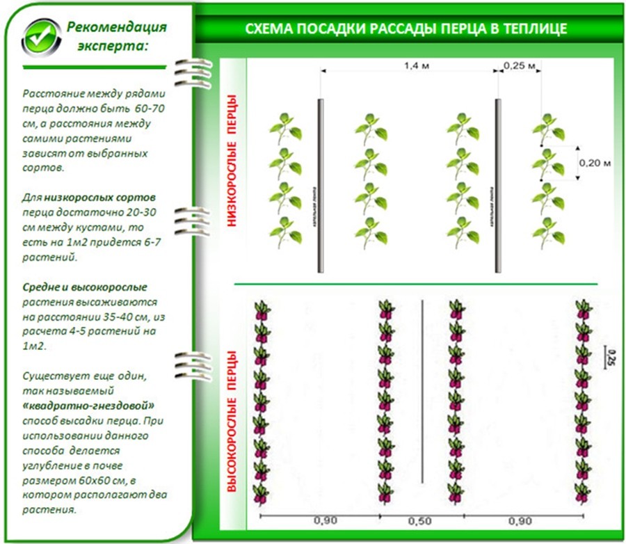 перец схема посадки в теплице
