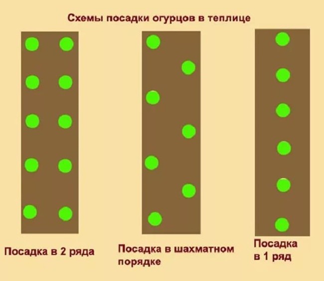 огурцы схемы посадки в теплице