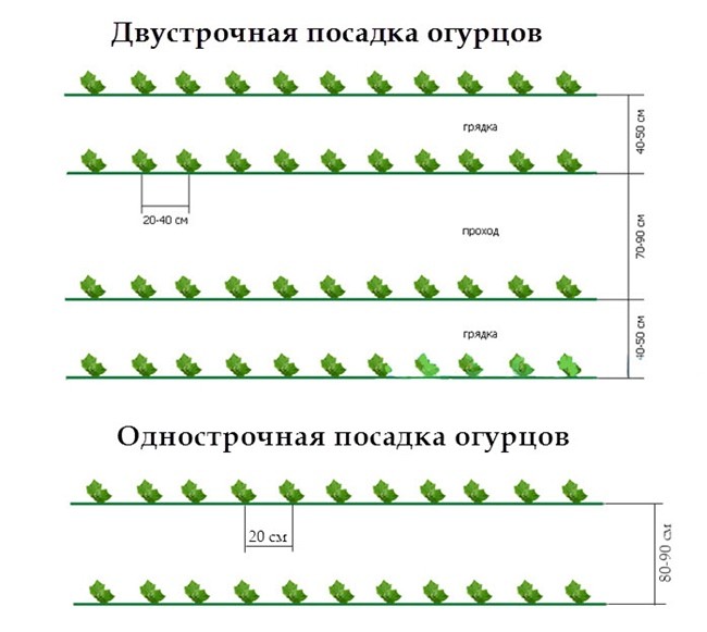 огурцы схемы посадки