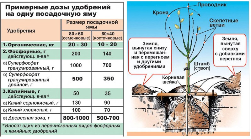 дозы удобрений на 1 посадочную яму