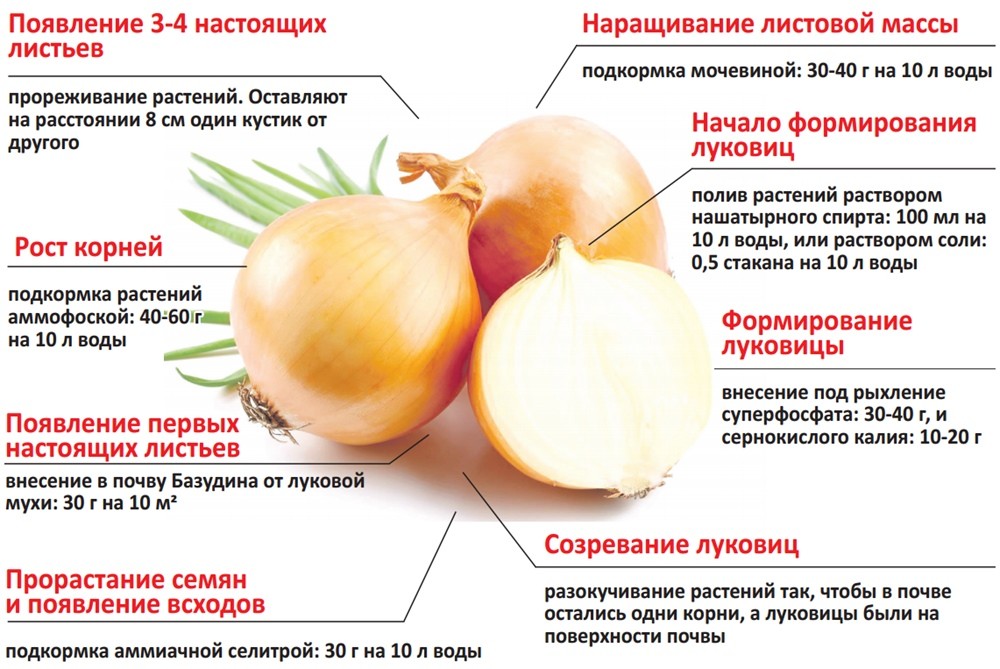 лук уход при выращивании