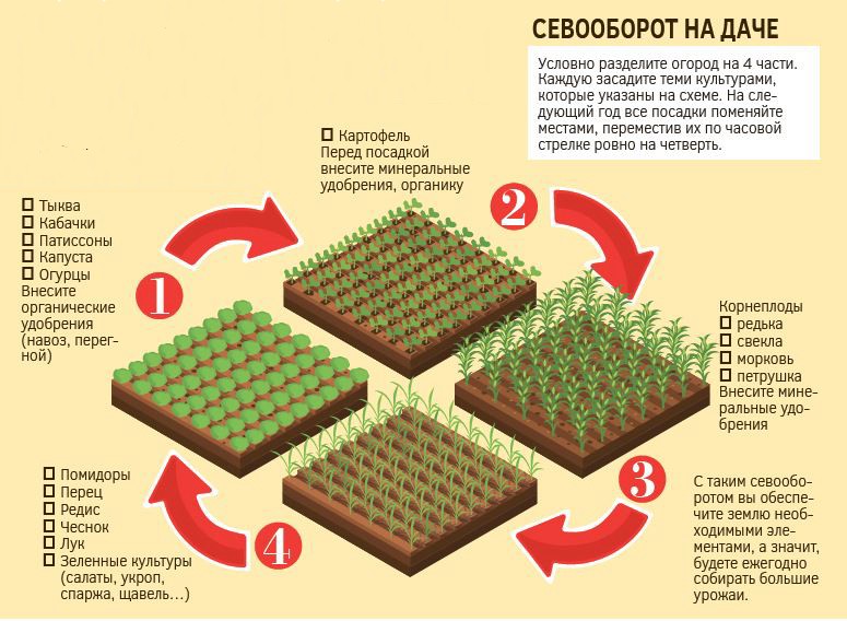 севооборот - чередование культур на участке
