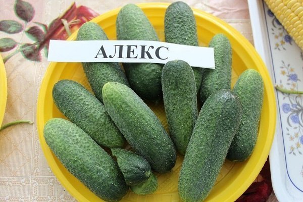 Алекс F1