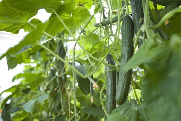 Огурцы сорта Апрельский