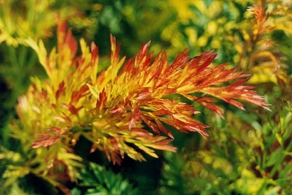 Морковная муха