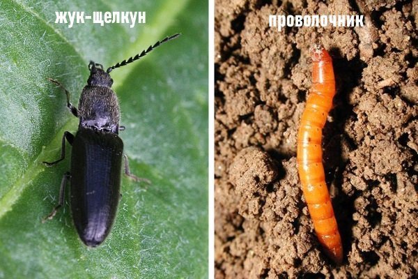 Проволочники