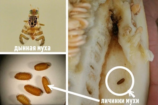 Дынная муха