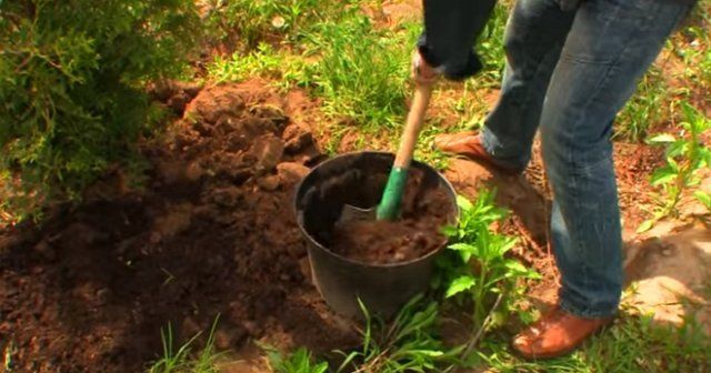 Чем подкормить хвойные весной, летом и осенью