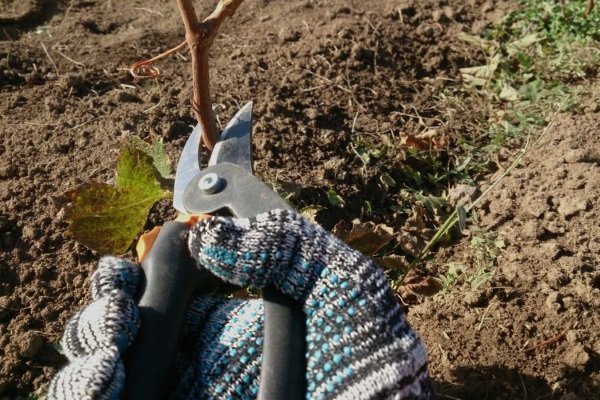 Обрезка молодого винограда