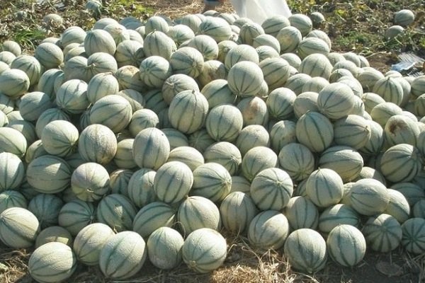 Сбор урожая 