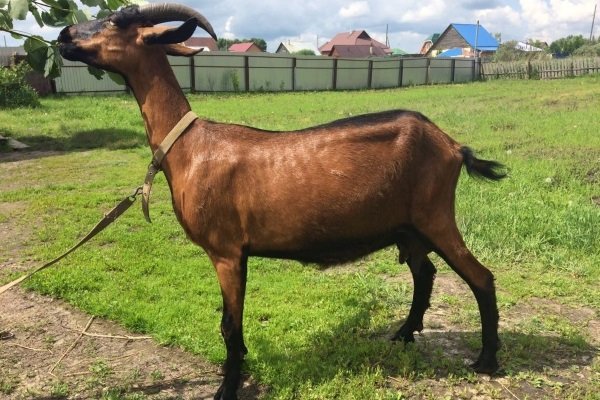 Коза породы Партбатсар