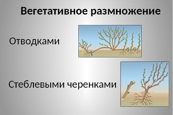 Способы размножения