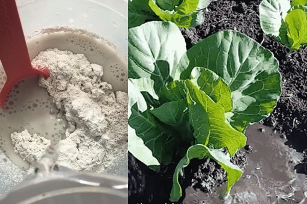 Полив капусты известковым раствором