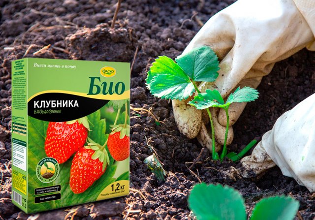 Как вырастить сладкую клубнику: 5 секретов ягод, как в детстве