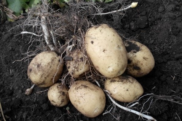 Сорт картофеля Удача