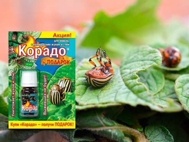 Картофель безопасен: выращиваем урожай без колорадского жука и божьей коровки