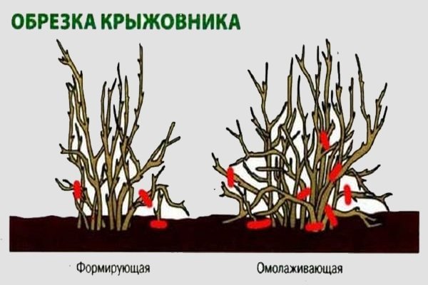Омолаживающая обрезка