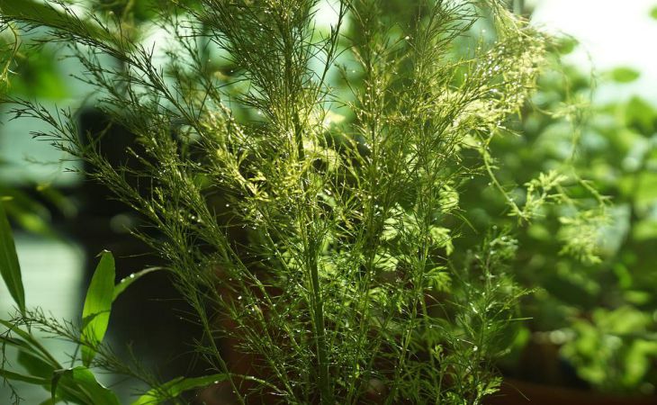 Лучшие подкормки для укропа, чтобы он рос пышным и ароматным: на заметку дачникам