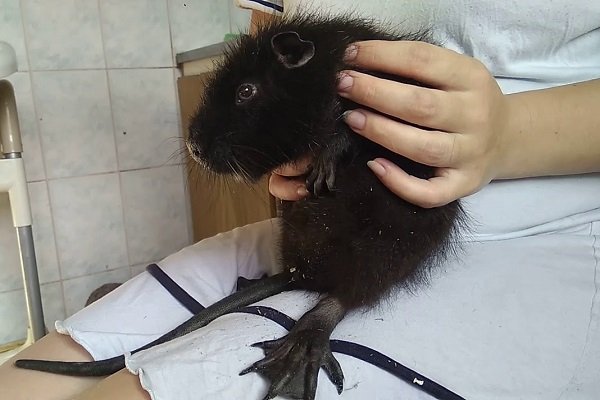 Нутрия на руках
