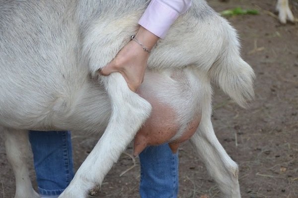Вымя козы
