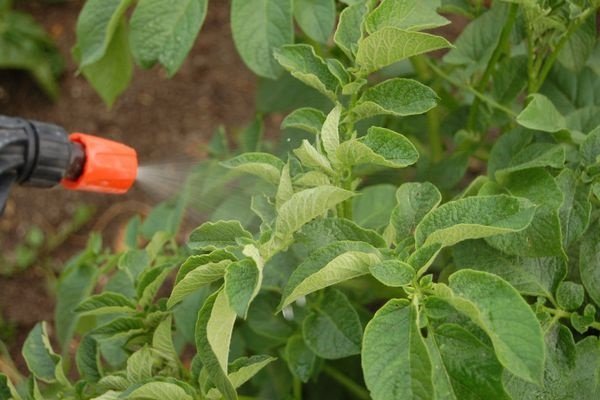Опрыскивание кустов картофеля 