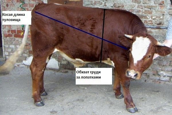 Обмер КРС