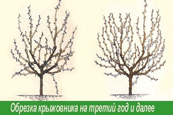 Обрезка крыжовника