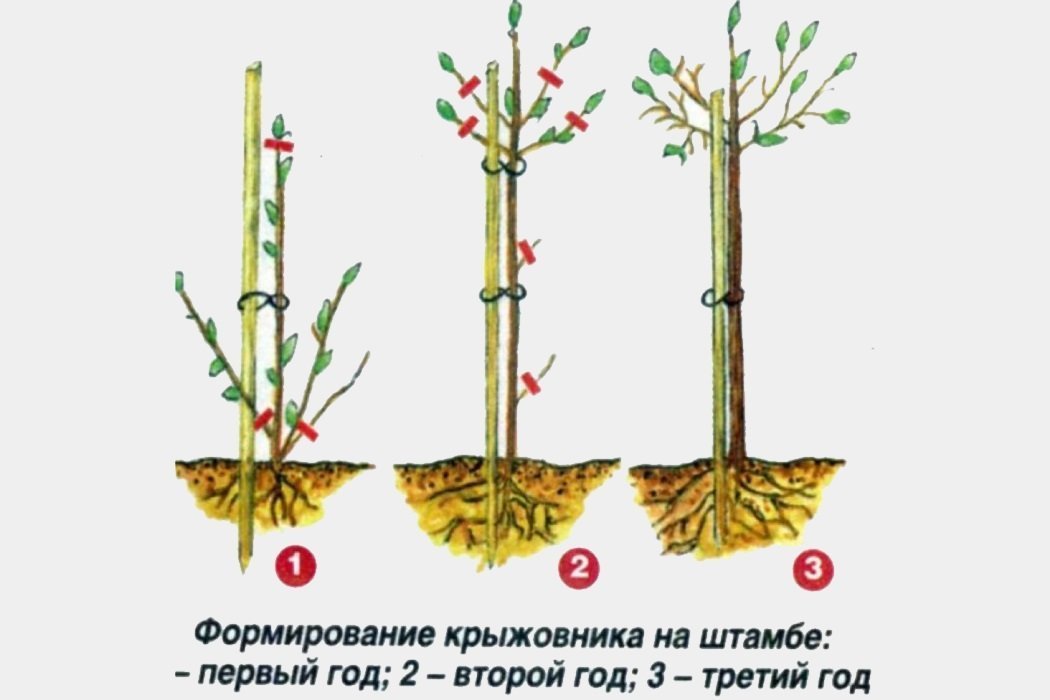 Штамбовый способ обрезки