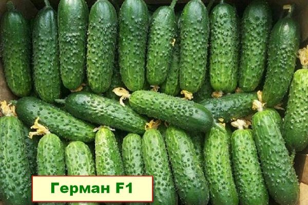огурцы сорта Герман F1
