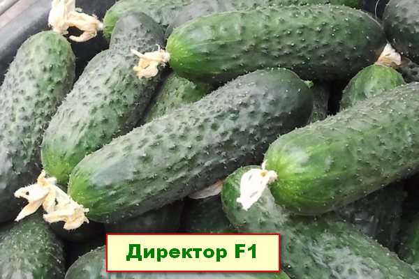 огурцы сорт Директор F1