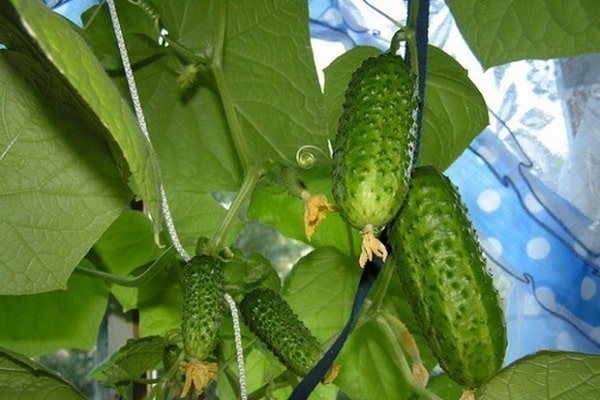 Моравский корнишон