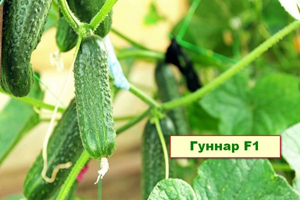 Огурцы сорта Гуннар F1
