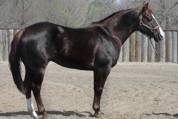 Liver chestnut horse