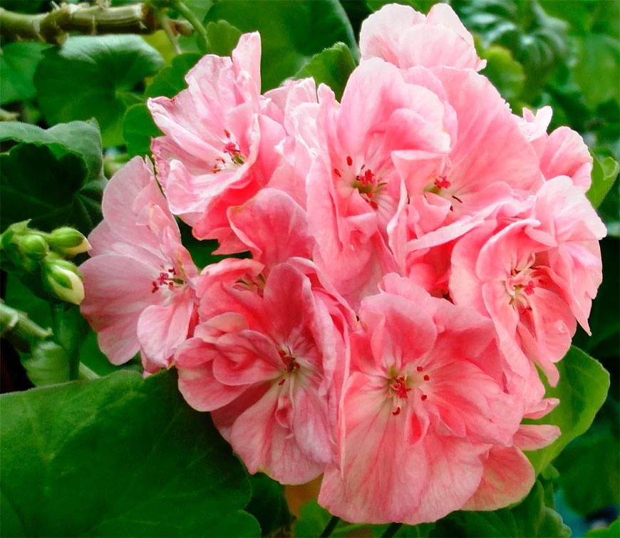 сорт Marbacka-Rose