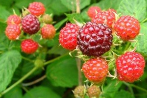подкормка малины весной дрожжами
