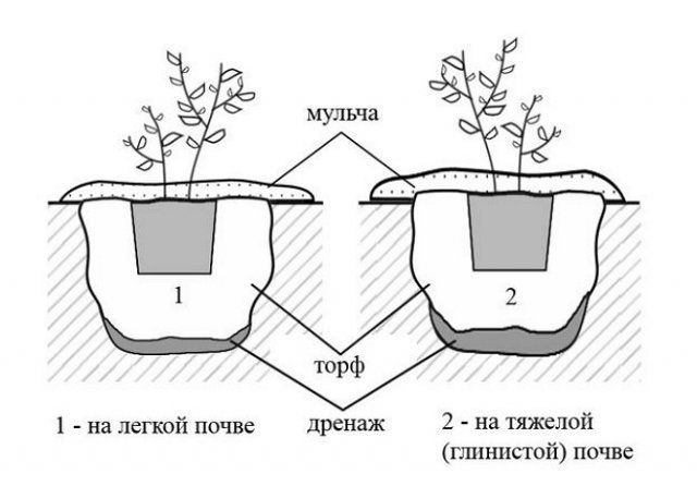 Посадка рассады голубики: делаем правильно