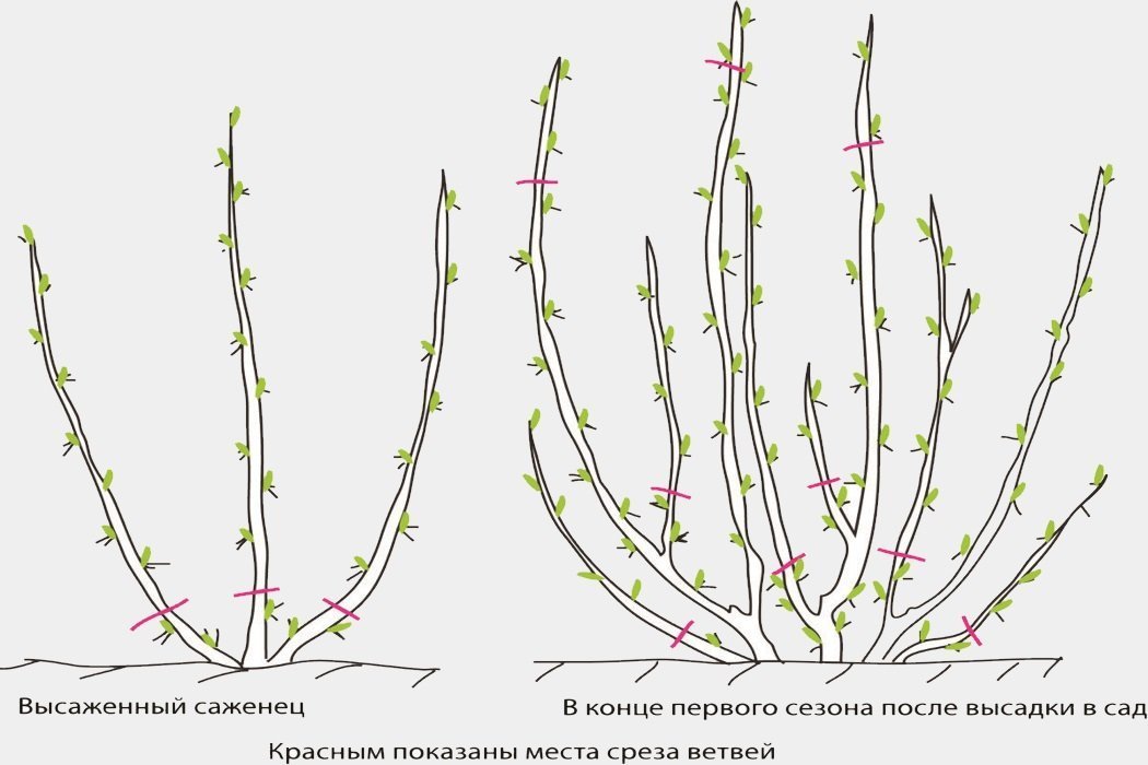 Классический способ обрезки