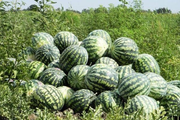 Сбор урожая