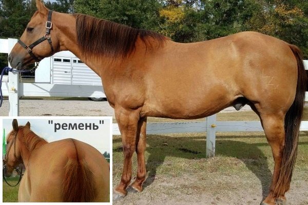 Каурая масть